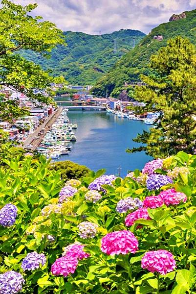 南伊豆  南之櫻與油菜花祭  下田公園繡球花    瓜木崎野