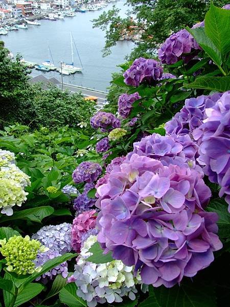 南伊豆  南之櫻與油菜花祭  下田公園繡球花    瓜木崎野