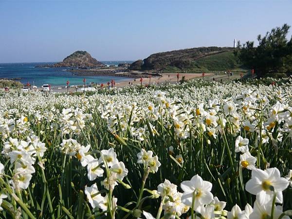 南伊豆  南之櫻與油菜花祭  下田公園繡球花    瓜木崎野