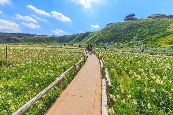 南伊豆  南之櫻與油菜花祭  下田公園繡球花    瓜木崎野