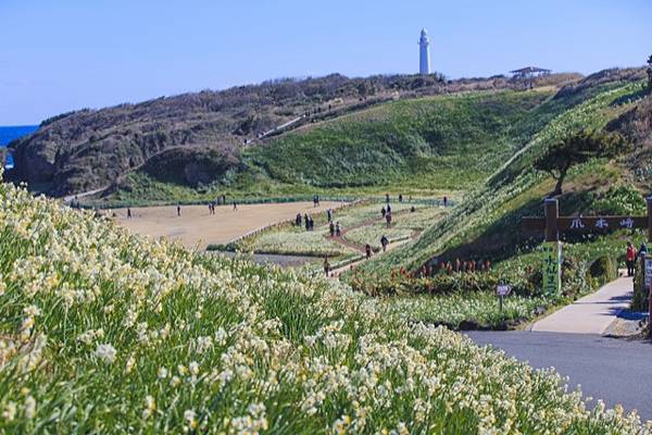 南伊豆  南之櫻與油菜花祭  下田公園繡球花    瓜木崎野