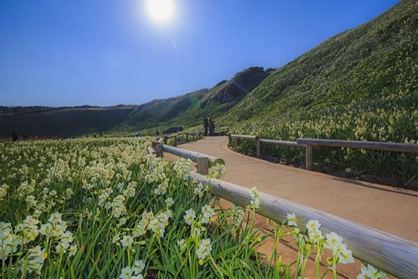 南伊豆  南之櫻與油菜花祭  下田公園繡球花    瓜木崎野