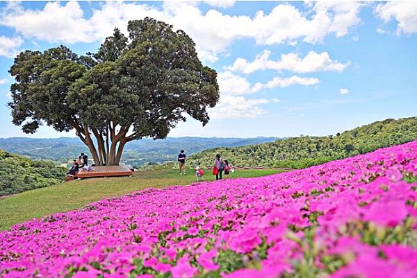 千葉南房總逍遙遊─ 木更津 母親牧場  館山   鴨川