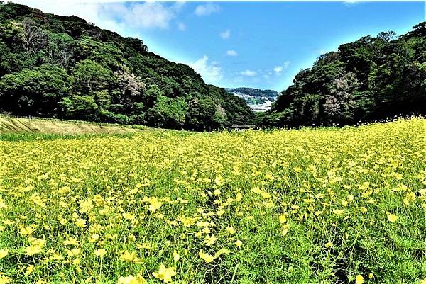 神奈川賞櫻賞花名勝