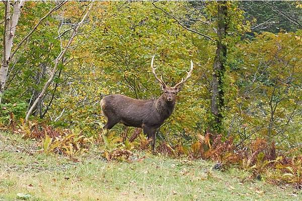 道東 阿寒摩周、釧路濕原、鶴居村