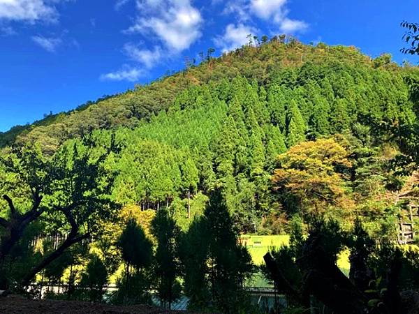 電影「古都」的舞台　京都・北山杉之里  中川