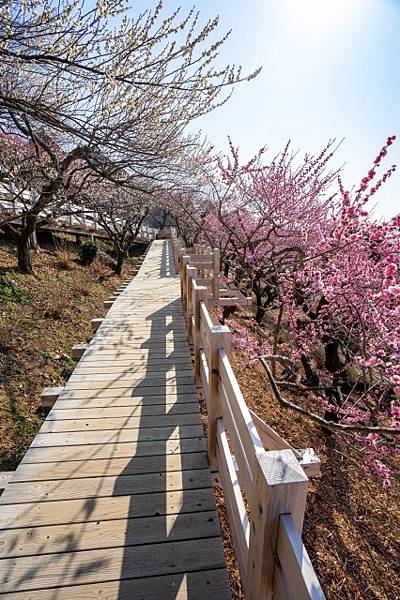 筑波山   筑波神社  筑波梅林  筑波酒莊