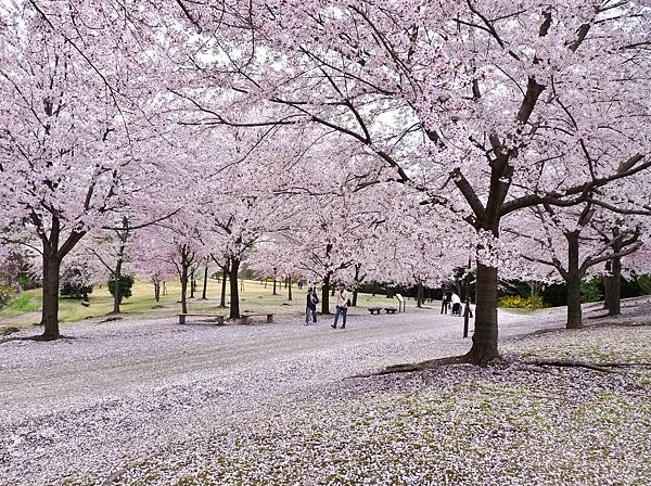 春_桜の花びらのじゅうたん