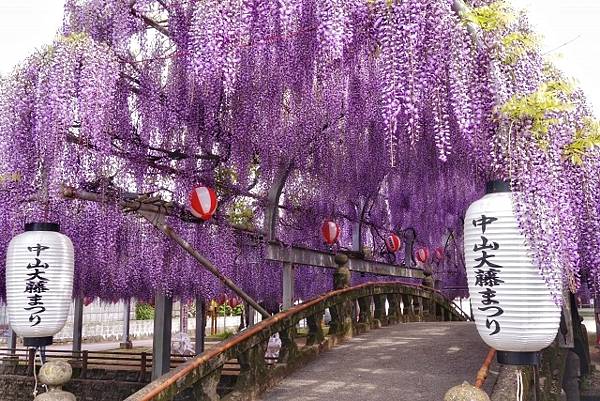 中山大藤祭開催!