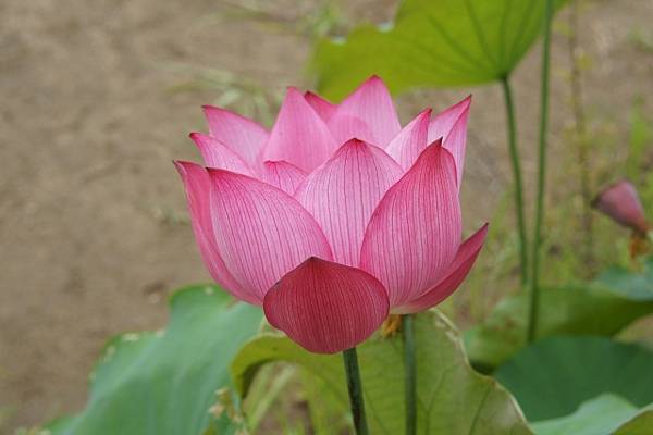 奈良西之京蓮之道   四大蓮寺巡禮