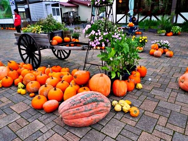 北海道賞楓 層雲峽 大沼國立公園 阿西里貝茲瀑布 新 北海道賞楓 層雲峽 大沼國立公園 阿西里貝茲瀑布 新