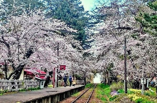 五所川原市 蘆野公園的櫻花