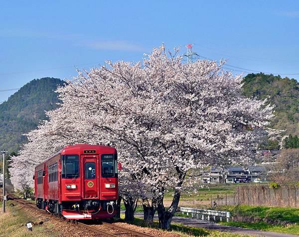 地方鐵道之旅 |長良川鐵道 明知鐵道 樽見鐵道  養老鐵道