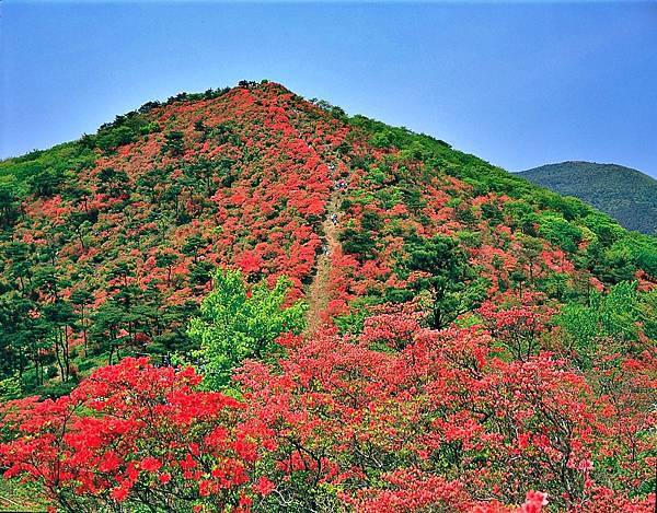 花見!! 德仙丈山 烏帽子水仙花園 金蛇水神社 國營陸奧