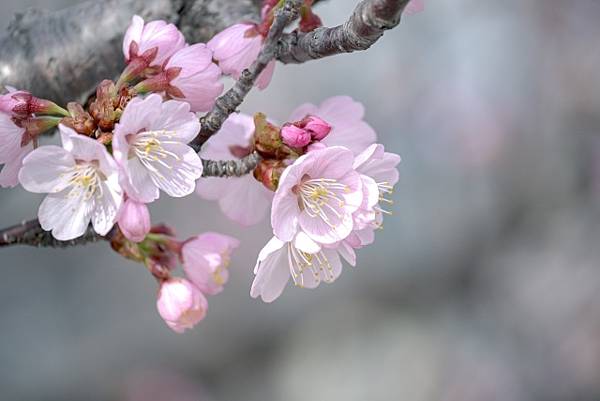 北海道賞櫻 瀧野鈴蘭丘陵公園
