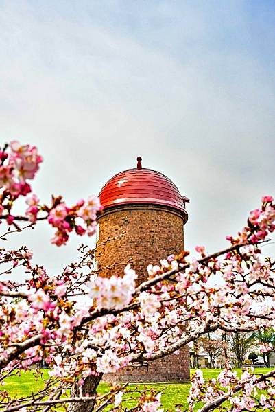 北海道賞櫻 瀧野鈴蘭丘陵公園 北海道賞櫻 瀧野鈴蘭丘陵公園