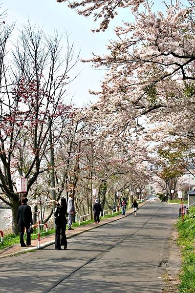 北海道賞櫻 明治公園 母戀富士下 瀧野鈴蘭 五稜郭 北海道賞櫻 明治公園 母戀富士下 瀧野鈴蘭 五稜郭