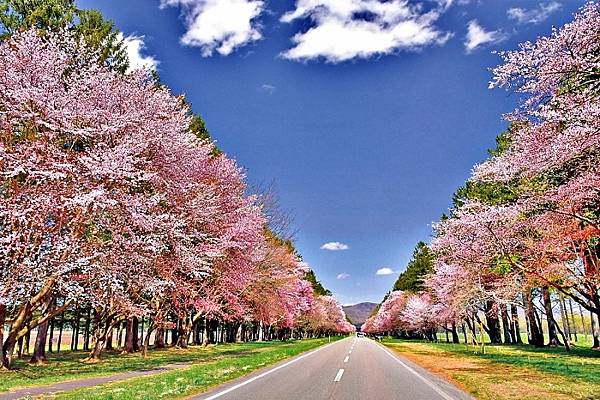北海道賞櫻 明治公園 母戀富士下 瀧野鈴蘭 五稜郭 北海道賞櫻 明治公園 母戀富士下 瀧野鈴蘭 五稜郭