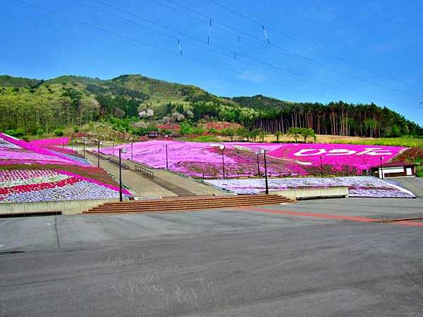 平田村Jupia Land Hirata自然公園 芝櫻 