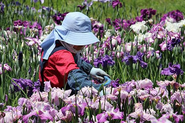 多賀城跡1300年紀念 菖蒲祭 多賀城跡1300年紀念 菖蒲祭