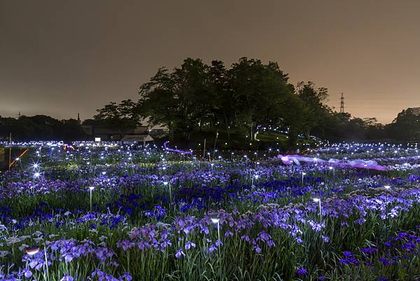多賀城跡1300年紀念 菖蒲祭 多賀城跡1300年紀念 菖蒲祭