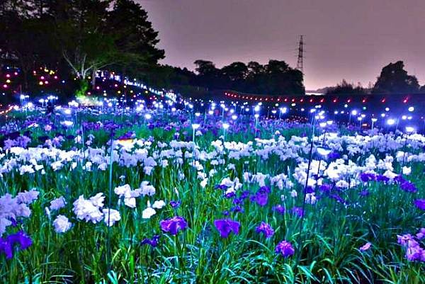 多賀城跡1300年紀念 菖蒲祭 多賀城跡1300年紀念 菖蒲祭