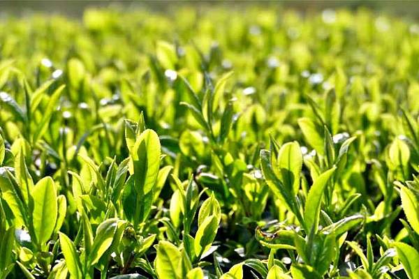 丹波篠山| 丹波茶 九輪草 紅葉三山 河原町妻入商家