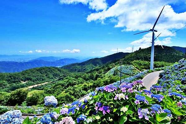 四國繡球花景點 大川原高原 紫雲出山 新宮繡球花之里 