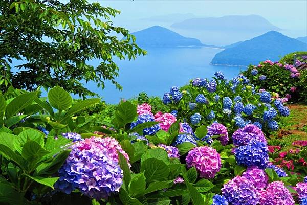 四國繡球花景點 大川原高原 紫雲出山 新宮繡球花之里 