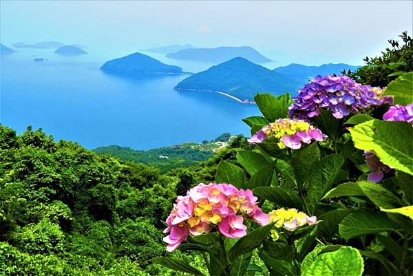 四國繡球花景點 大川原高原 紫雲出山 新宮繡球花之里 