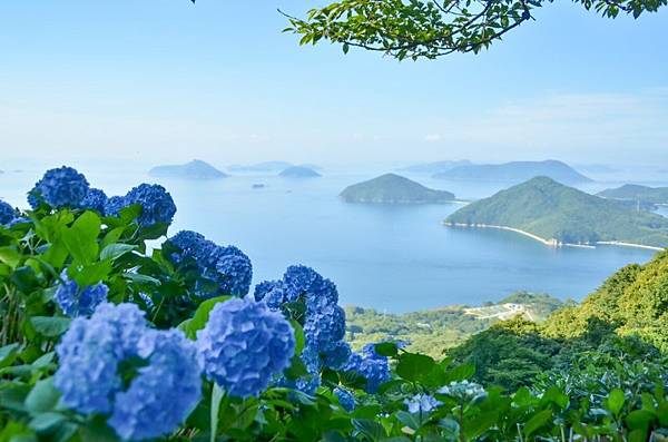 四國繡球花景點 大川原高原 紫雲出山 新宮繡球花之里 