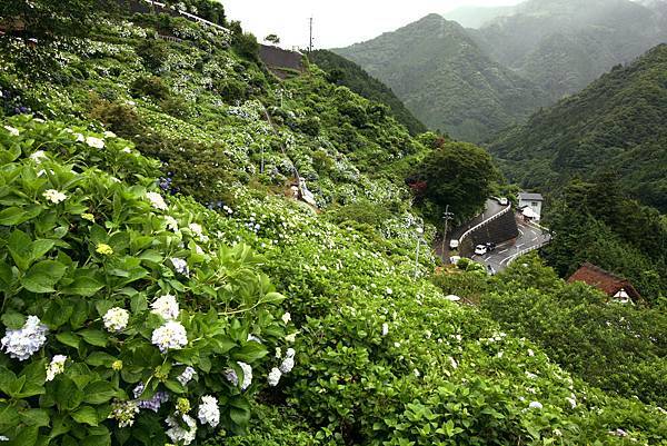 四國繡球花景點 大川原高原 紫雲出山 新宮繡球花之里 