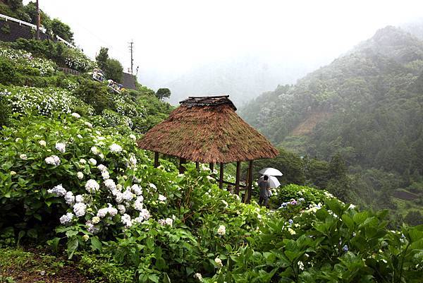 四國繡球花景點 大川原高原 紫雲出山 新宮繡球花之里 