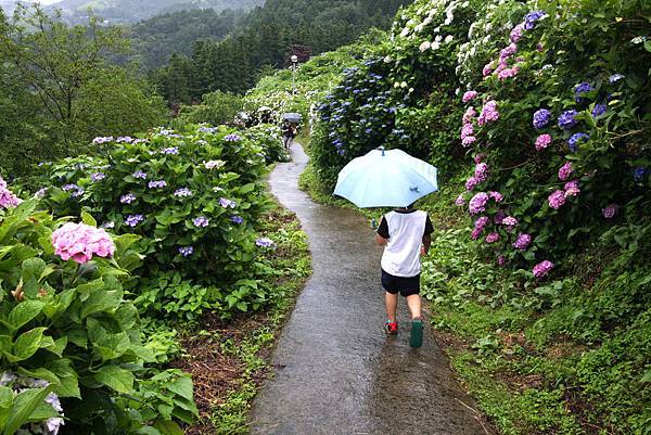 四國繡球花景點 大川原高原 紫雲出山 新宮繡球花之里 