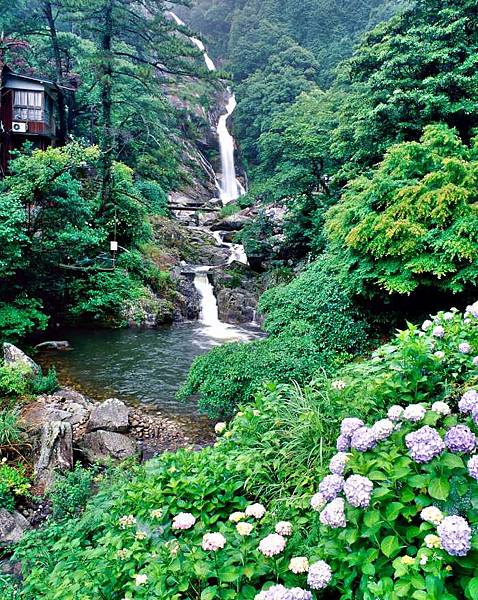 日本瀑布百選  見歸瀑布與繡球花