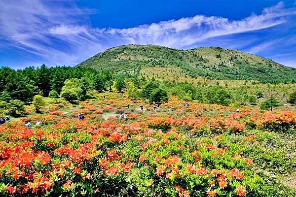湯之丸高原橘紅「蓮華躑躅」染山肌