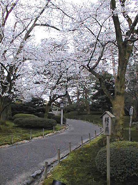 兼六園春櫻 秋楓 嬉遊記 痞客邦