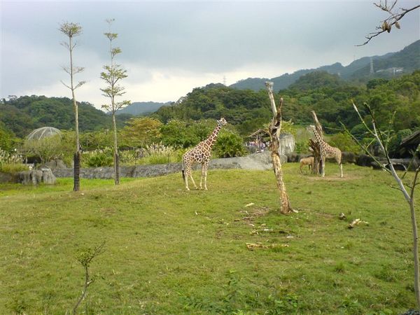 動物園1