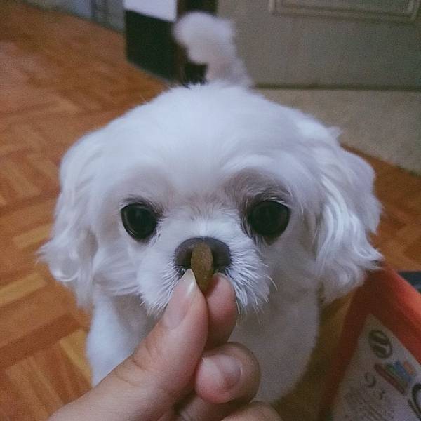 健康主義無穀犬糧_190701_0004.jpg 試用