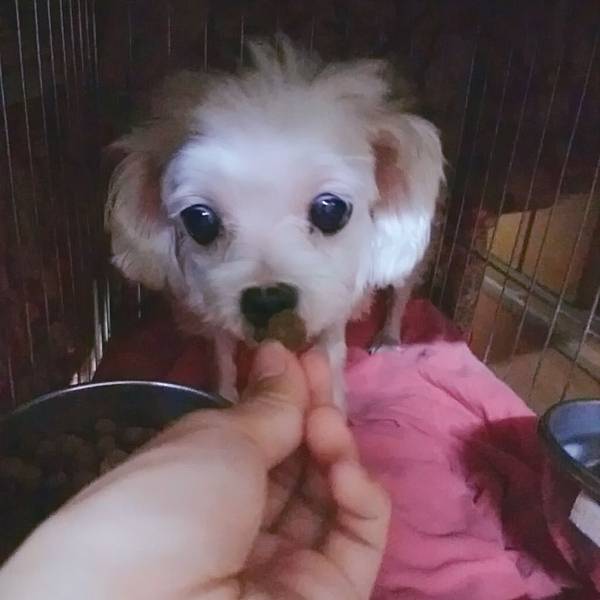 健康主義無穀犬糧_190701_0015.jpg 試用