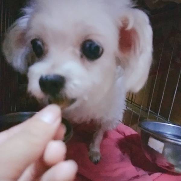 健康主義無穀犬糧_190701_0017.jpg 試用