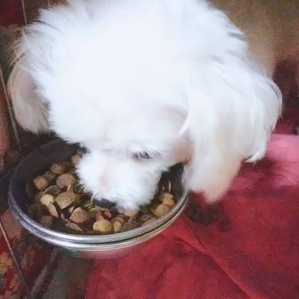 健康主義無穀犬糧_190701_0019.jpg 試用