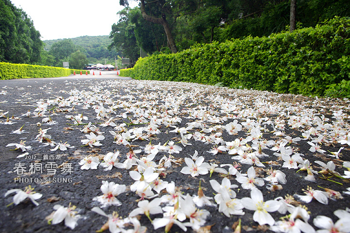 2014桐花私房景點