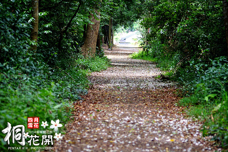 2014桐花私房景點