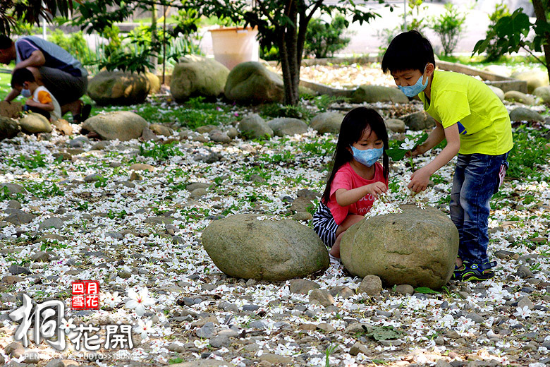 2014桐花私房景點