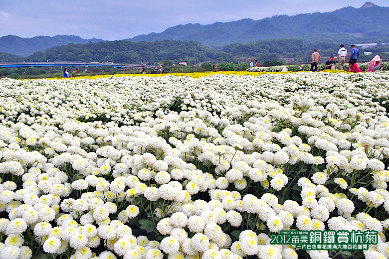 桐花私房景點