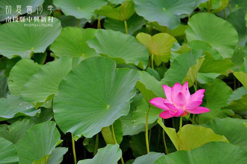 2014初夏賞荷花私房景點