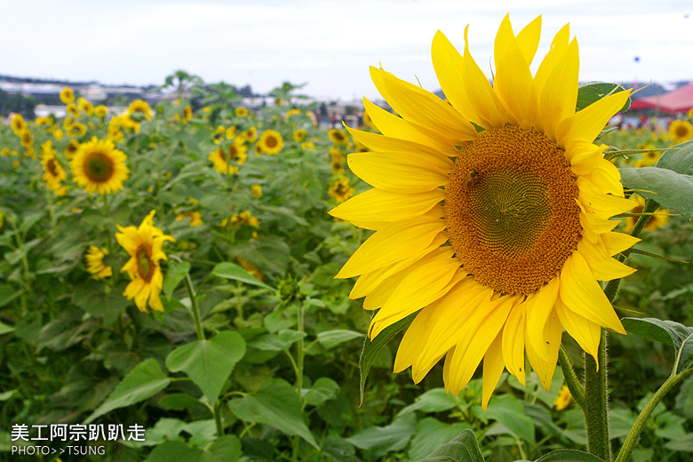 新社花海節