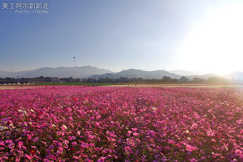 新社花海