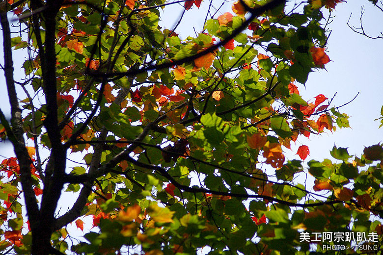 紅榨槭